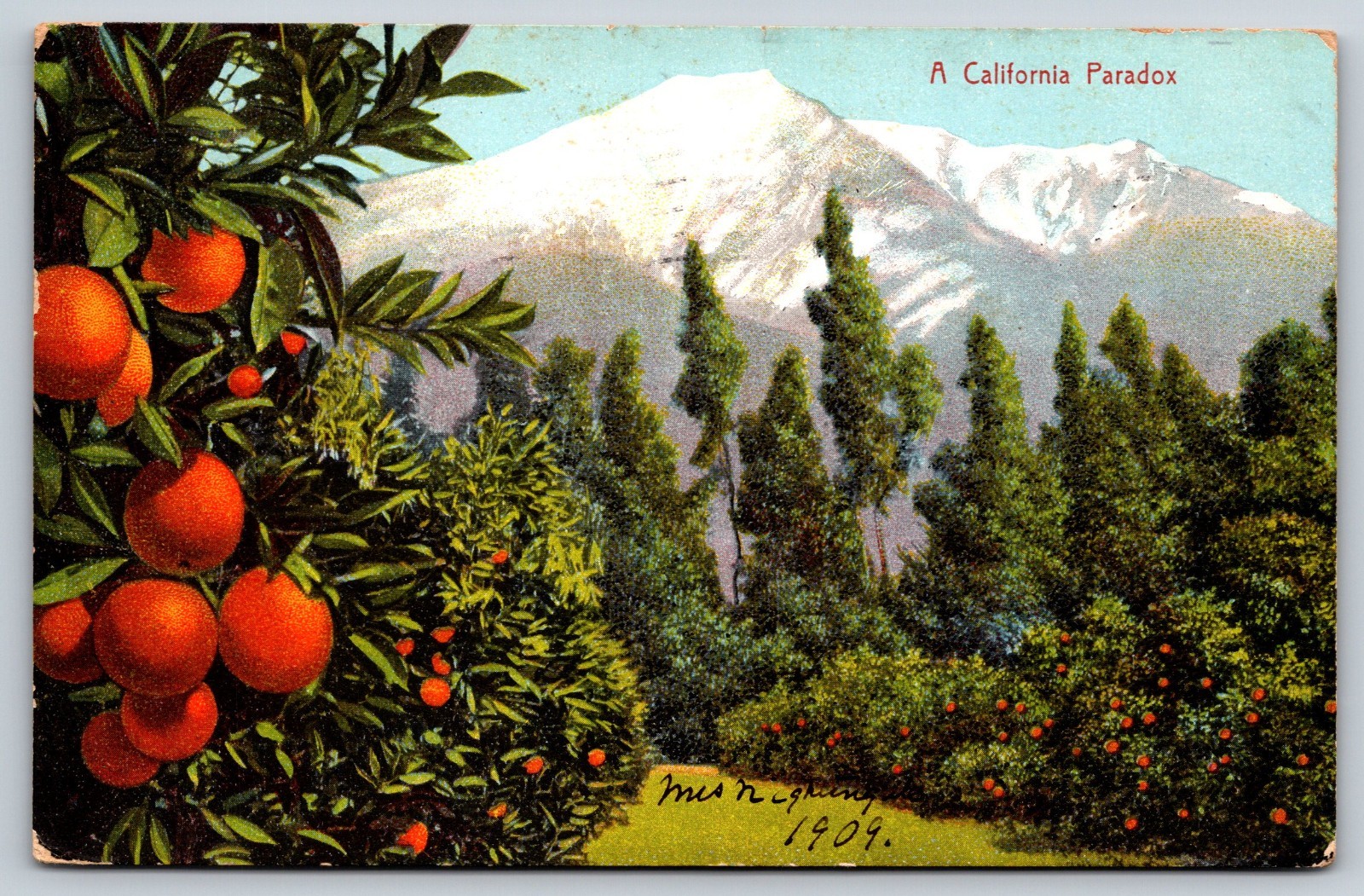 A California Paradox Orange Groves & Snow-Capped Mountains Vintage Postcard A California Paradox Orange Groves & Snow-Capped Mountains Vintage Postcard