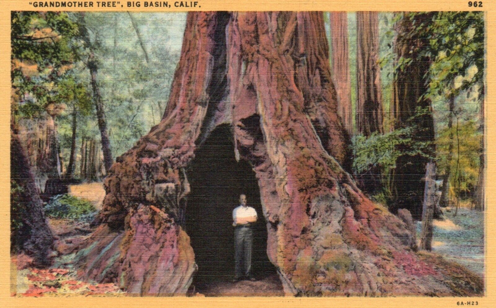 Postcard CA Big Basin California Grandmother Tree 1936 Linen Vintage PC J868