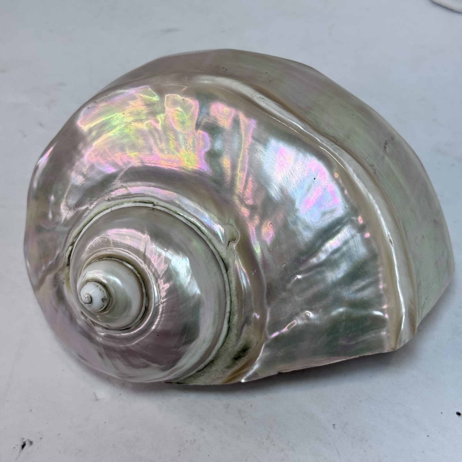 Rare Vintage Large Iridescent PEARL MARMORATUS SATIN TURBO SEASHELL BEACH 5-6 Rare Vintage Large Iridescent PEARL MARMORATUS SATIN TURBO SEASHELL BEACH 5-6