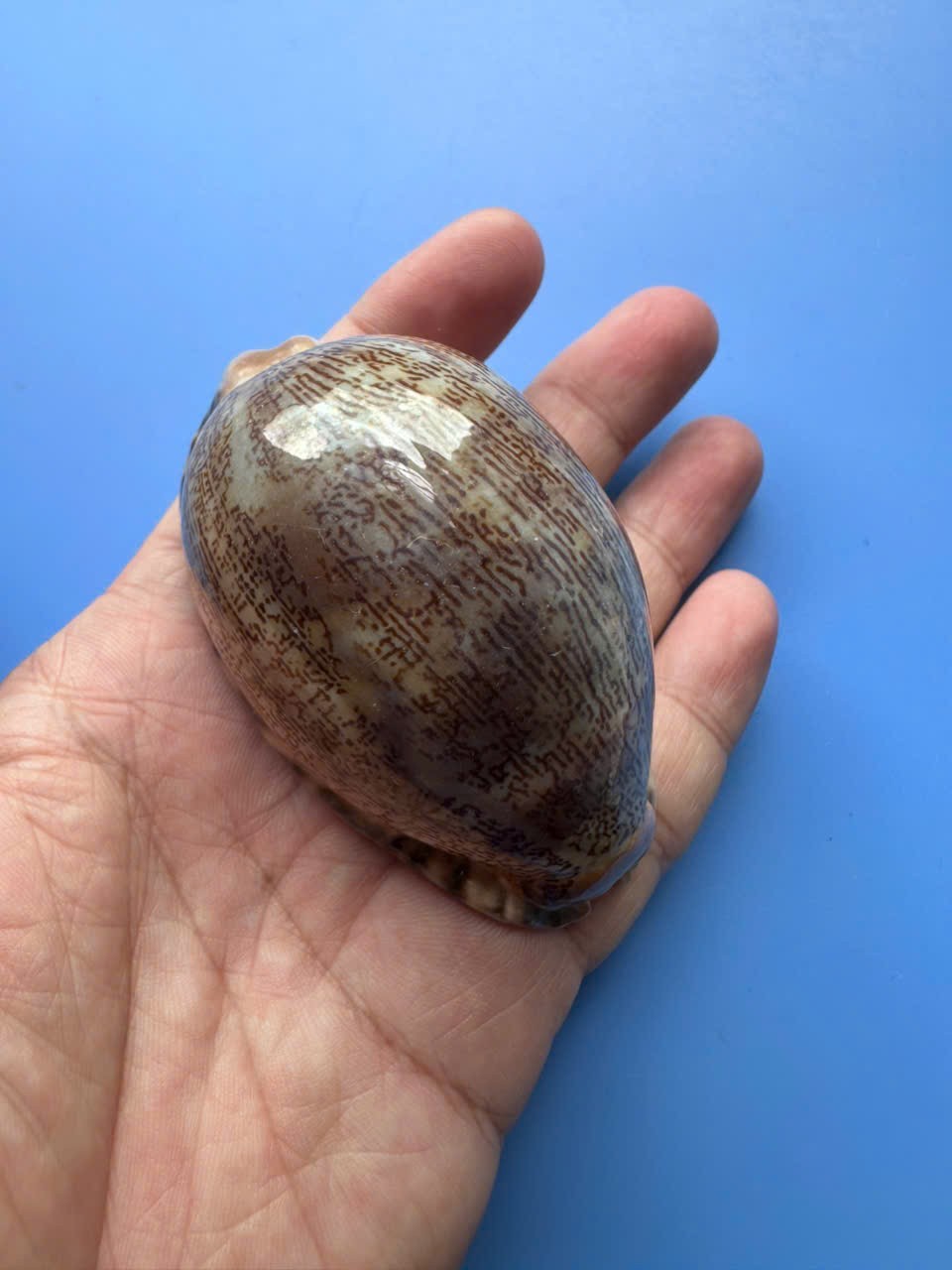76.1mm | Mauritia arabica asiatica | GIANT| F+++ | RARE | Nice pattern