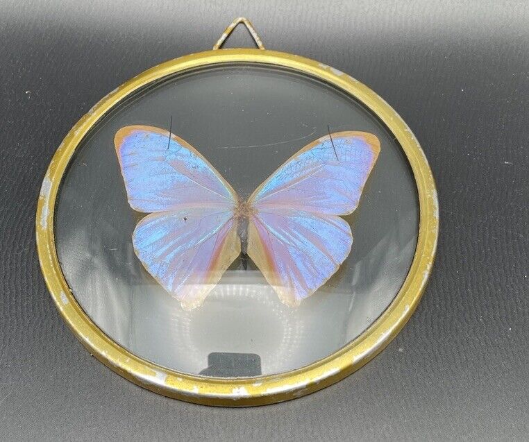 Vintage Convex Glass Framed Butterfly Taxidermy From Brazil
