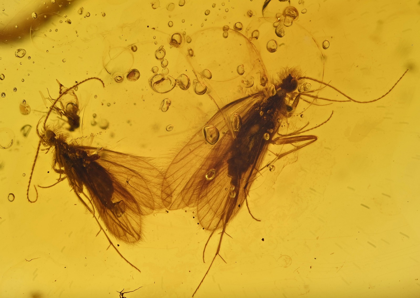 Two Detailed Trichoptera (Caddisfly), Fossil Insect Inclusions in Burmese Amber Two Detailed Trichoptera (Caddisfly), Fossil Insect Inclusions in Burmese Amber