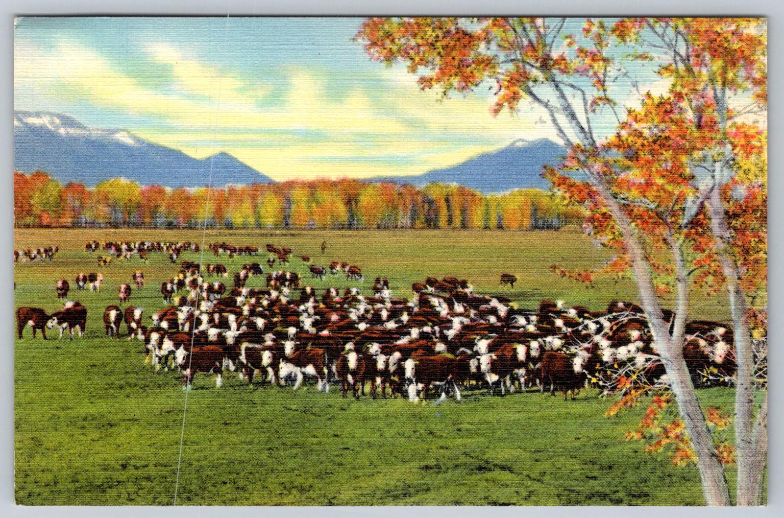c1940s Cattle on the Range Southwest Albuquerque NM Postcard c1940s Cattle on the Range Southwest Albuquerque NM Postcard