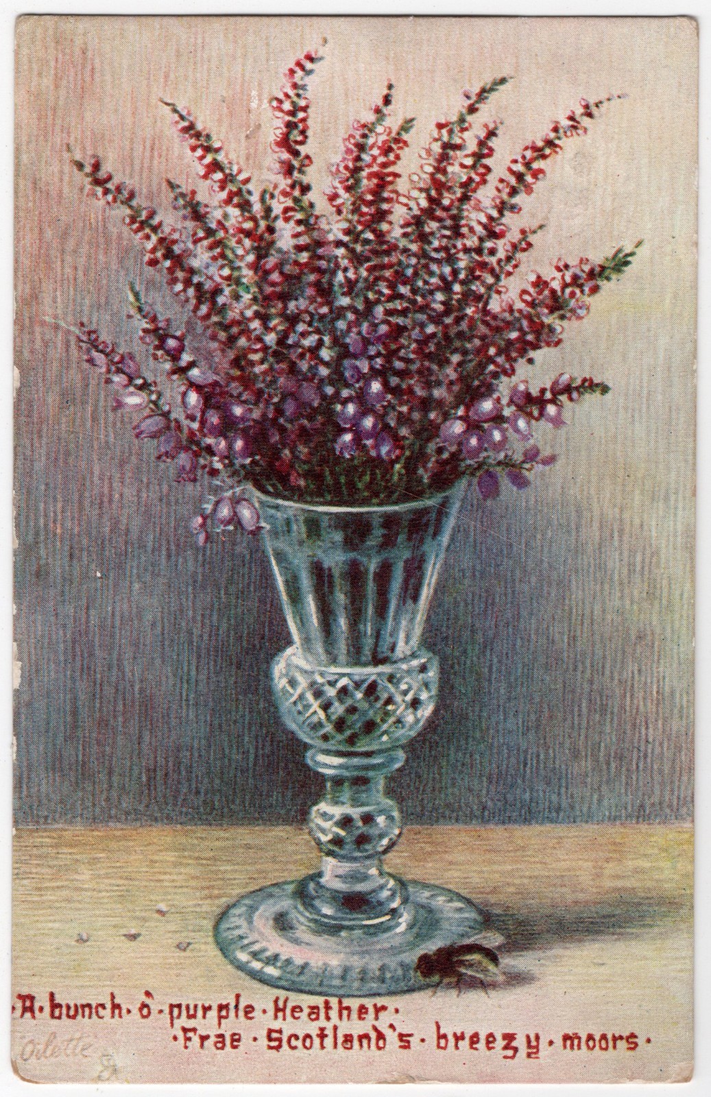 Antique 1910 Tuck's Bonnie Heather Postcard Purple Heather Flowers Scotland