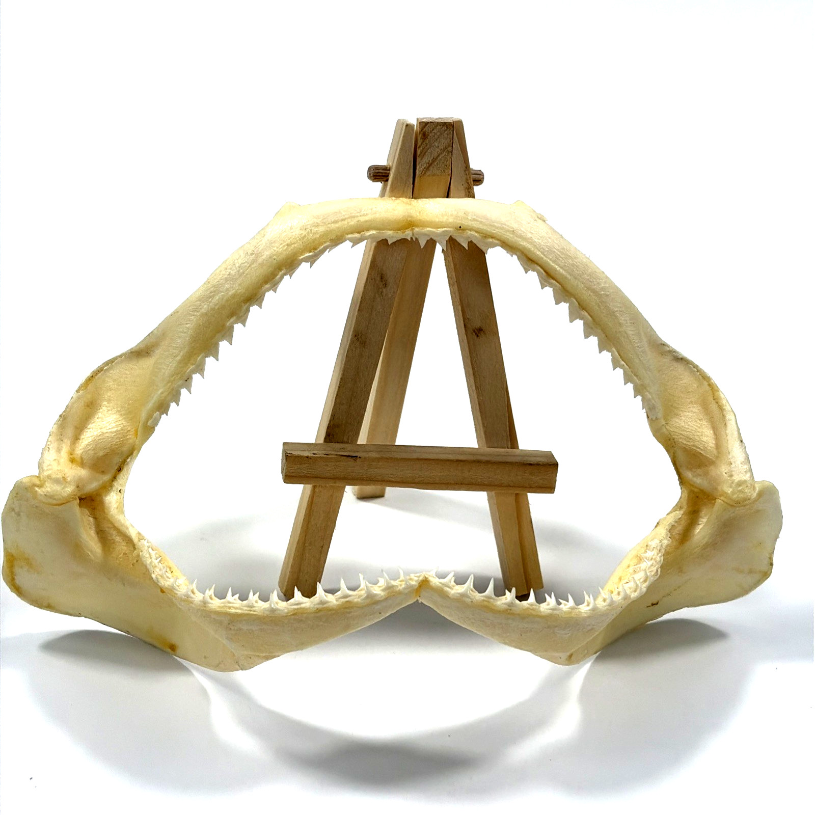 Vintage Authentic Blacktip Shark Jaw Taxidermy ~7.5 ” Wide x 4” Tall Vintage Authentic Blacktip Shark Jaw Taxidermy ~7.5 ” Wide x 4” Tall