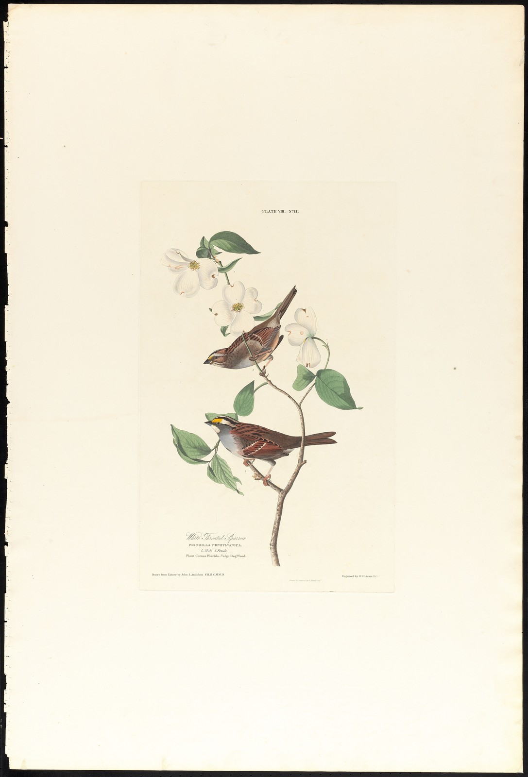 White-throated Sparrow Audubon Birds of America Vintage Reprint Wall Art White-throated Sparrow Audubon Birds of America Vintage Reprint Wall Art