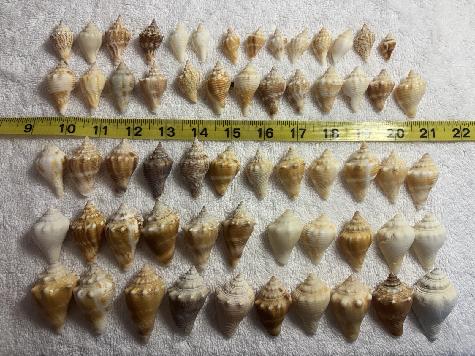 60 Small Florida Fighting Conch Shells From The Beaches Of Sanibel island 60 Small Florida Fighting Conch Shells From The Beaches Of Sanibel island