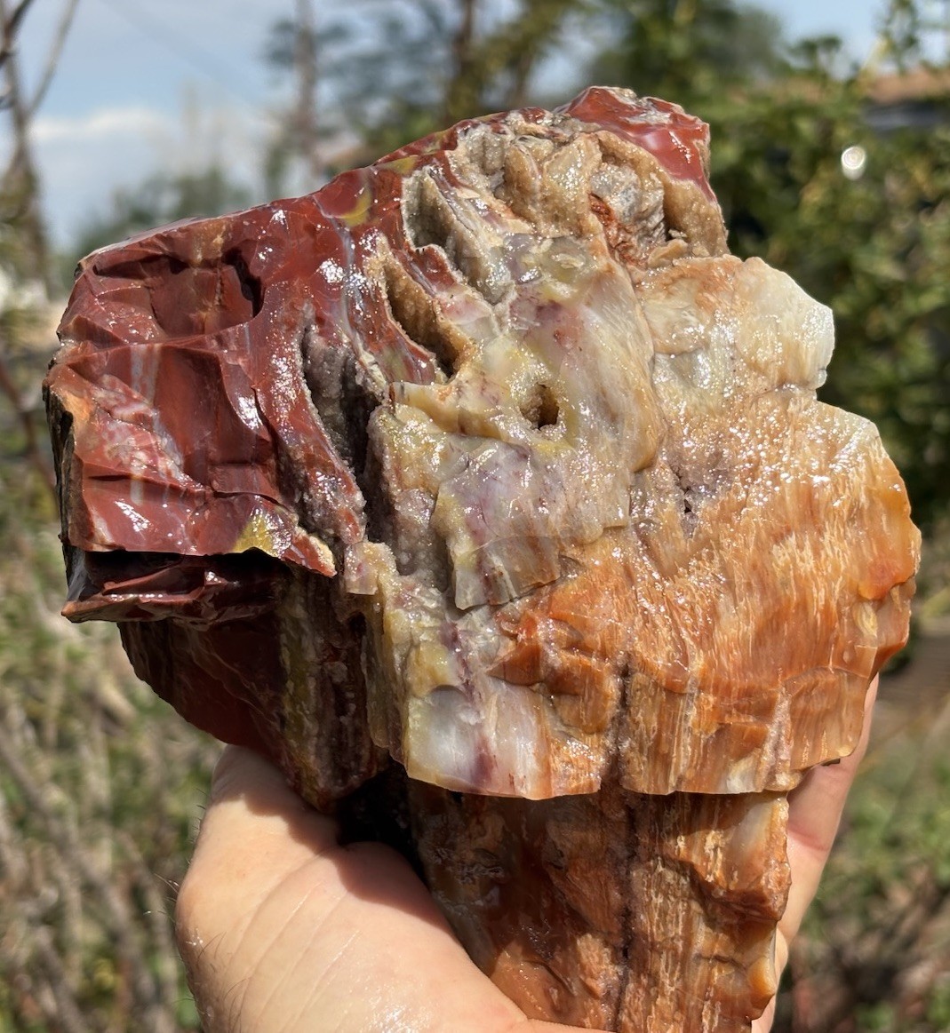 โ๏ธRRโ๏ธ: Top Quality Druzy Pockets Arizona Rainbow Petrified Wood 4.25 Lb ๐ โ๏ธRRโ๏ธ: Top Quality Druzy Pockets Arizona Rainbow Petrified Wood 4.25 Lb ๐