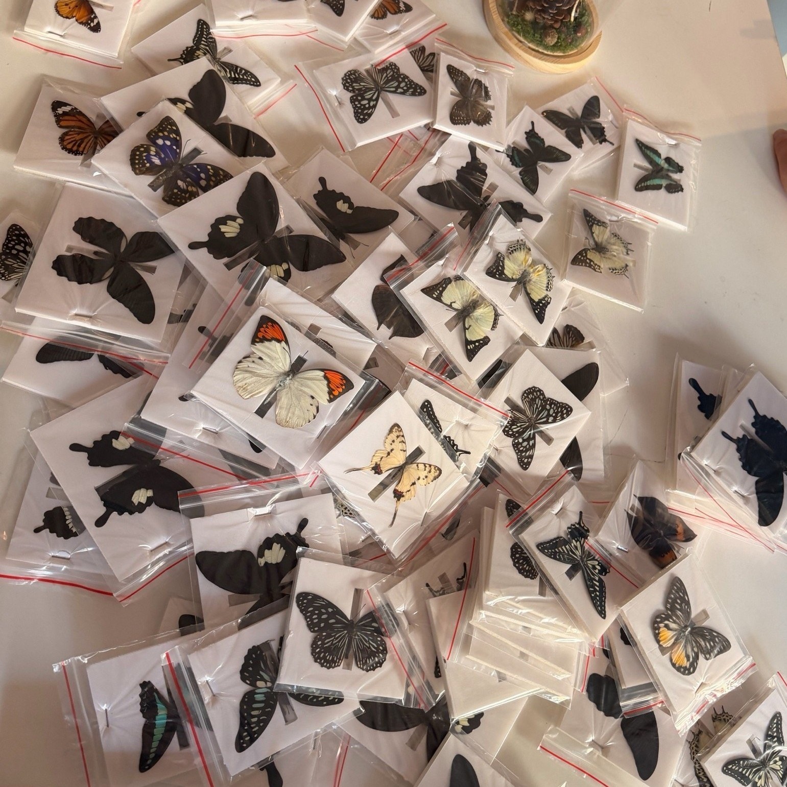 30 Pcs Random Assorted Butterfly Specimens Spread A- Grade Science Teaching 30 Pcs Random Assorted Butterfly Specimens Spread A- Grade Science Teaching