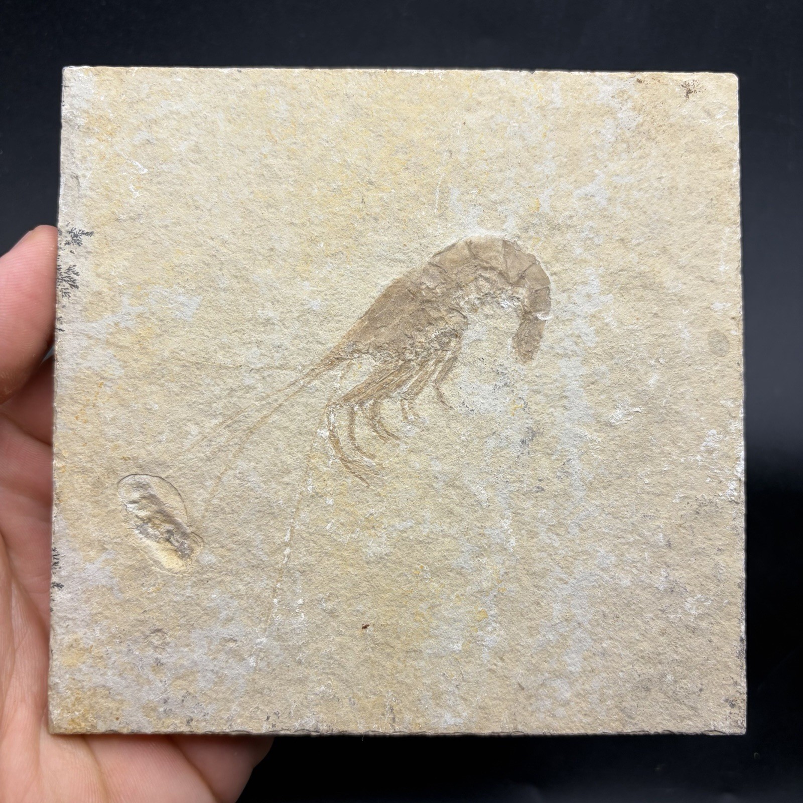 RARE FOSSIL SHRIMP IN MATRIX - GREEN RIVER FORMATION WYOMING 4.7 X 4.8” RARE FOSSIL SHRIMP IN MATRIX - GREEN RIVER FORMATION WYOMING 4.7 X 4.8”