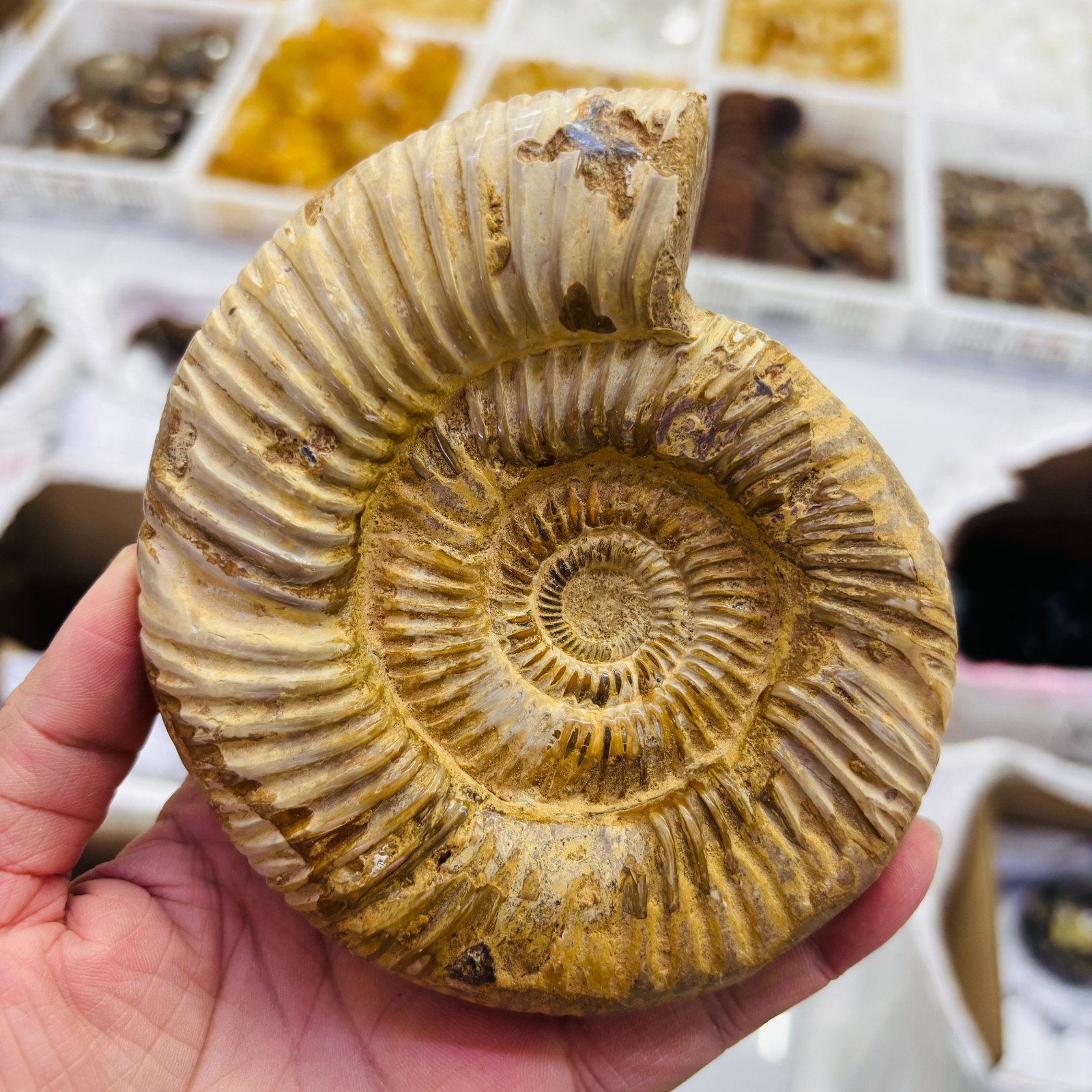 400G+ Rare natural rough polished white conch fossil Ammonite