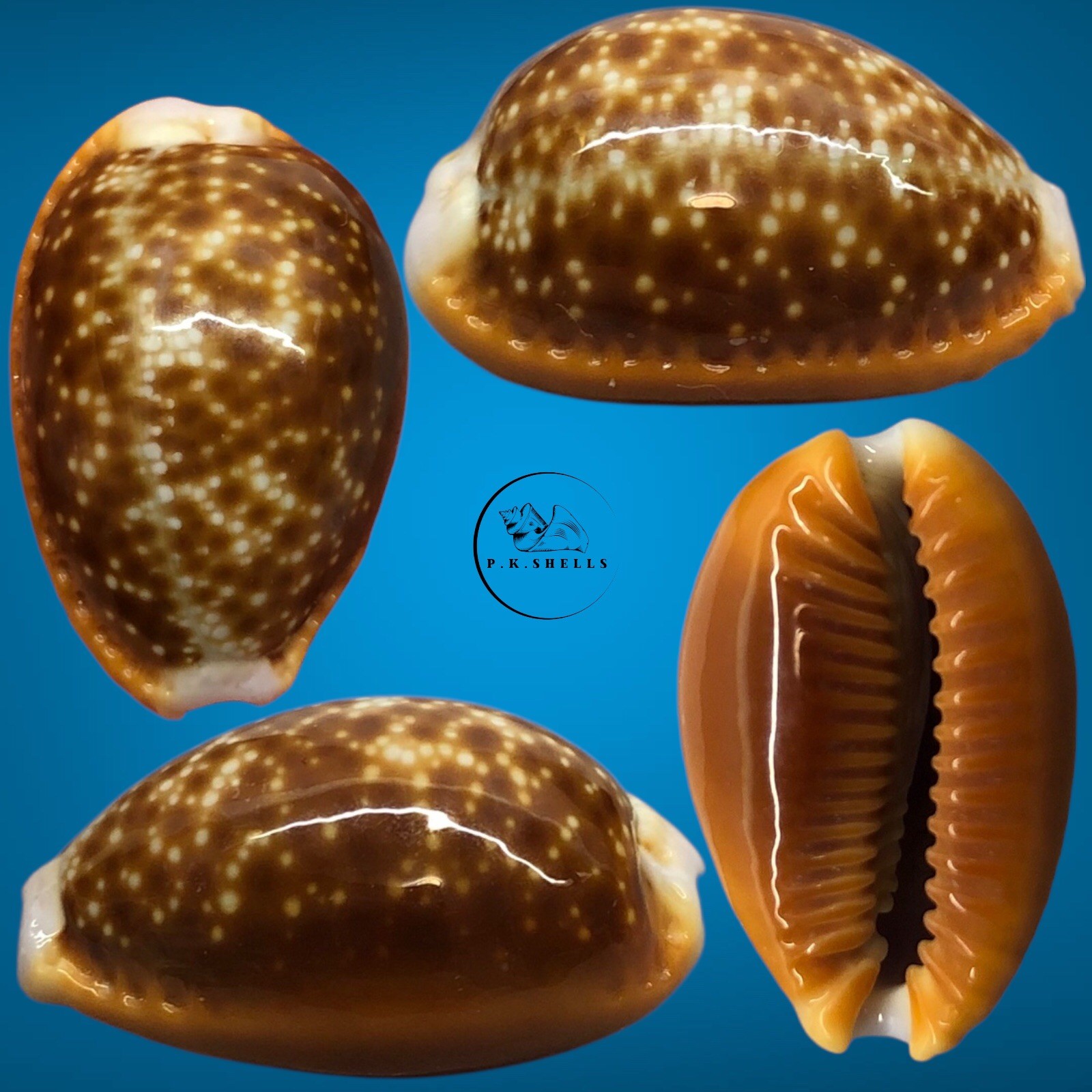 Cypraea helvola f. argella 22.6mm GEM Sri Lanka / Cypraeidae Shells Shell Cypraea helvola f. argella 22.6mm GEM Sri Lanka / Cypraeidae Shells Shell
