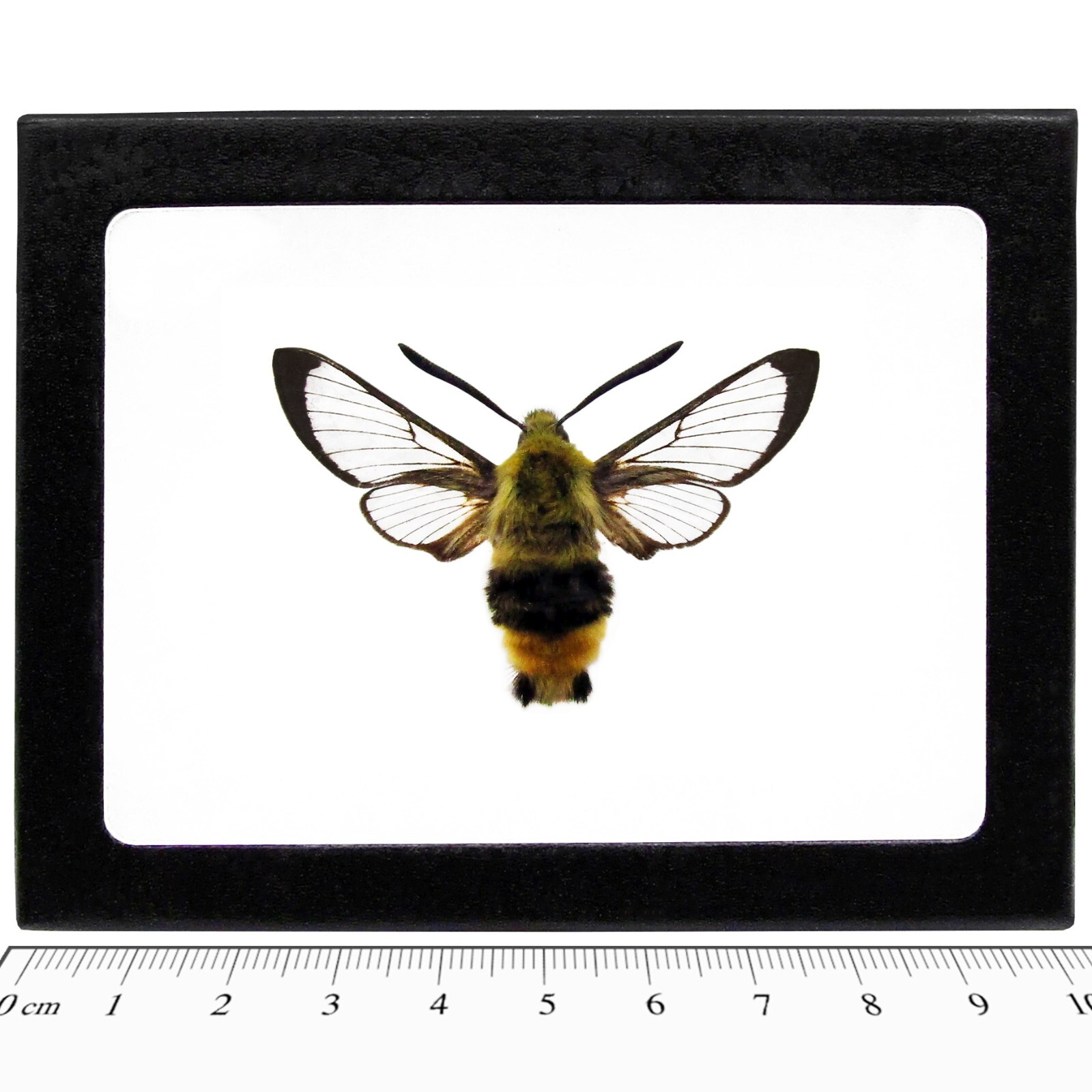 Hemaris thetis REAL FRAMED SPHINX MOTH HUMMINGBIRD MONTANA USA Hemaris thetis REAL FRAMED SPHINX MOTH HUMMINGBIRD MONTANA USA