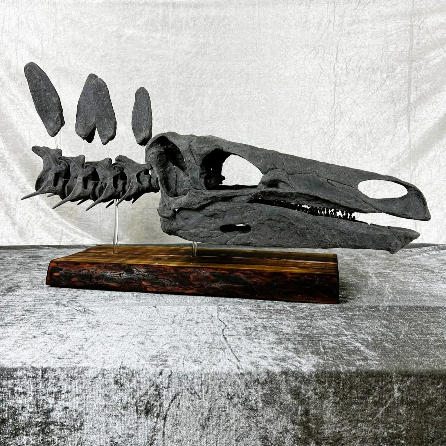 Stegosaurus Juvenile Life Size Skeleton Replica | Museum Quality | 88cm / 2.9 ft