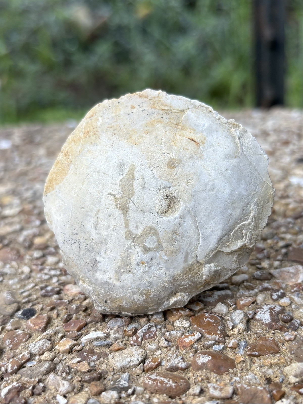 Large Natural Fossil Clam Specimen- Beautiful 1.8” Fossilized White Clam Shell Large Natural Fossil Clam Specimen- Beautiful 1.8” Fossilized White Clam Shell