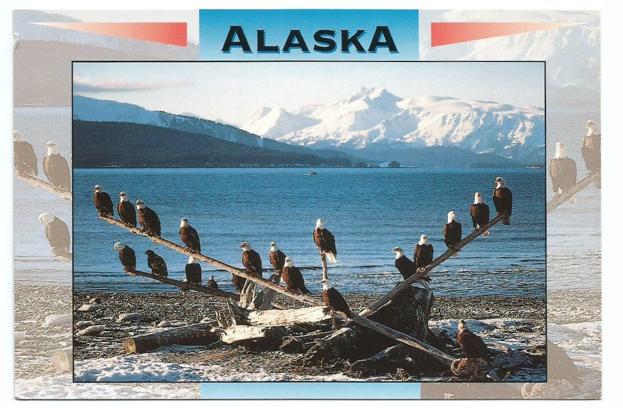 Alaska AK Postcard Bald Eagles Bird Wildlife 