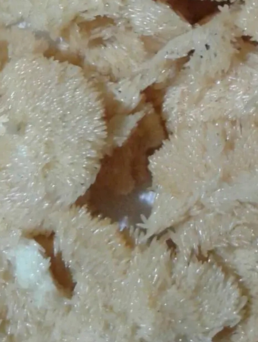 Premium Black Soldier Fly Eggs 100 grams Start your BSFL colony Reptile Food Premium Black Soldier Fly Eggs 100 grams Start your BSFL colony Reptile Food
