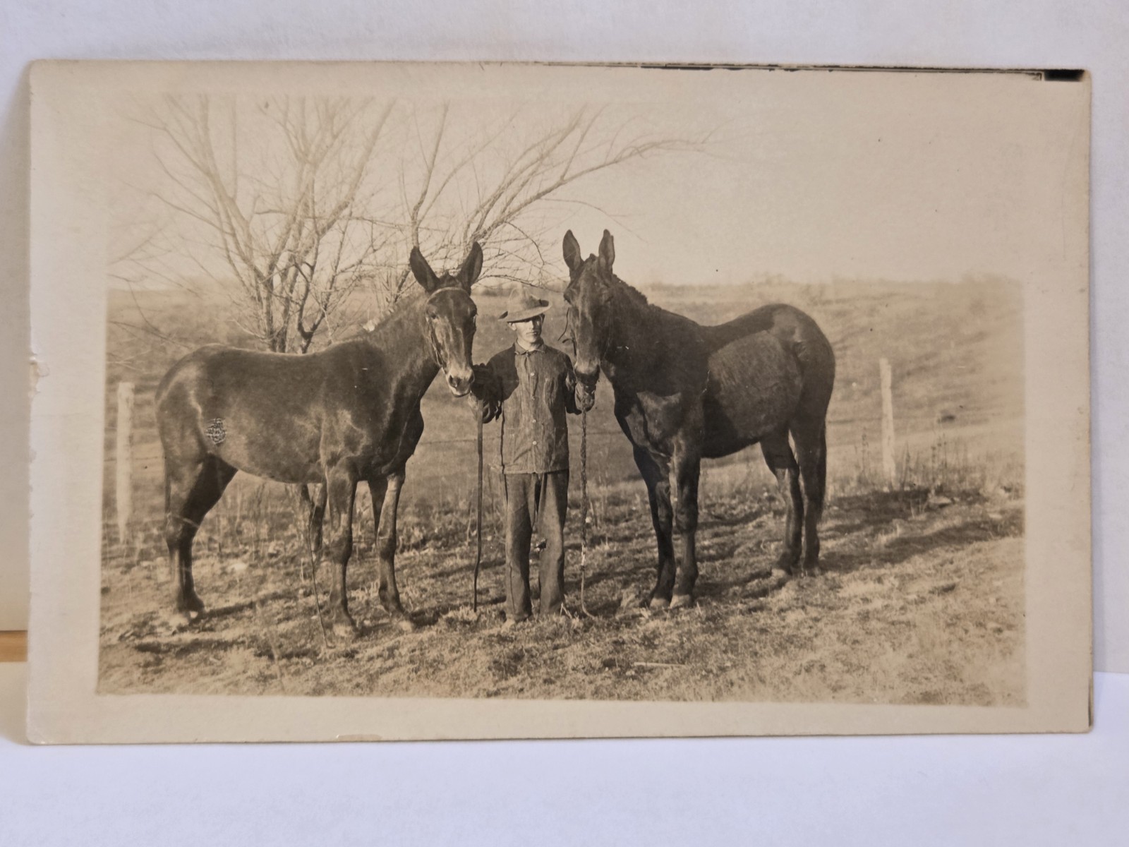 RPPC Real Photo Postcard Man Standing Between Two Mules in Field, Unposted