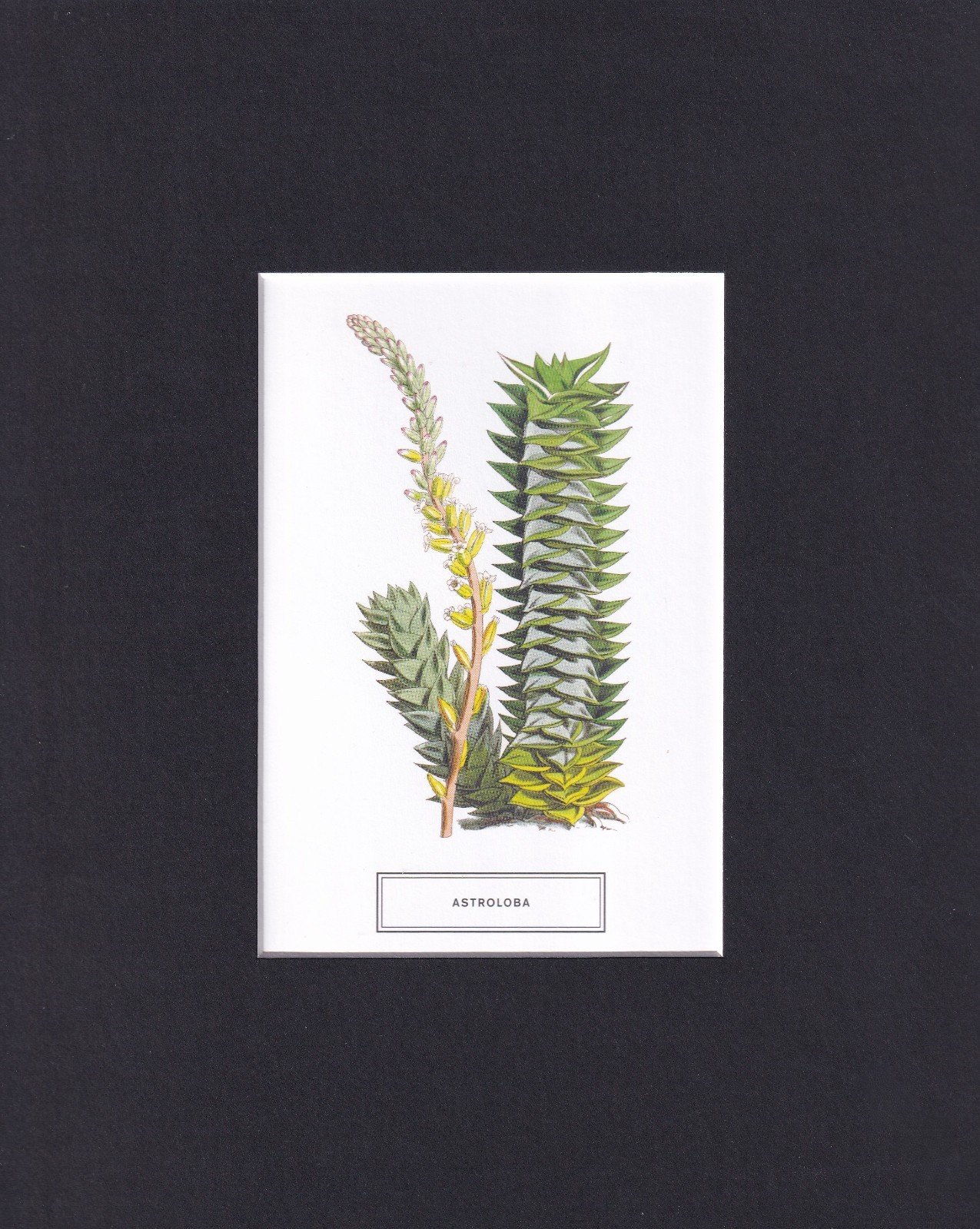 8X10 Matted Picture Print Art, New York Botanical Garden: Astroloba, Plant 8X10 Matted Picture Print Art, New York Botanical Garden: Astroloba, Plant