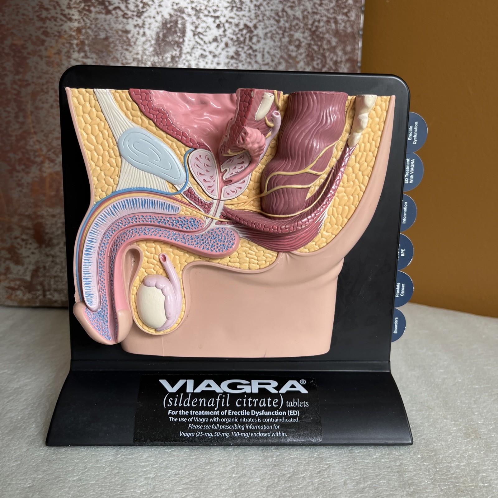 Vintage Viagra Detrol LA s Anatomy Model Pfizer Informational Pull Out Cards Vintage Viagra Detrol LA s Anatomy Model Pfizer Informational Pull Out Cards