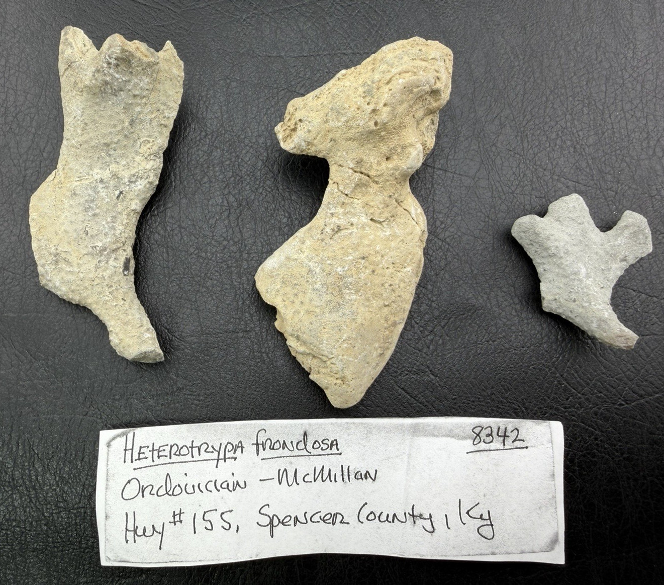 Dinosaur Bone Fragments from Kentucky, USA Dinosaur Bone Fragments from Kentucky, USA