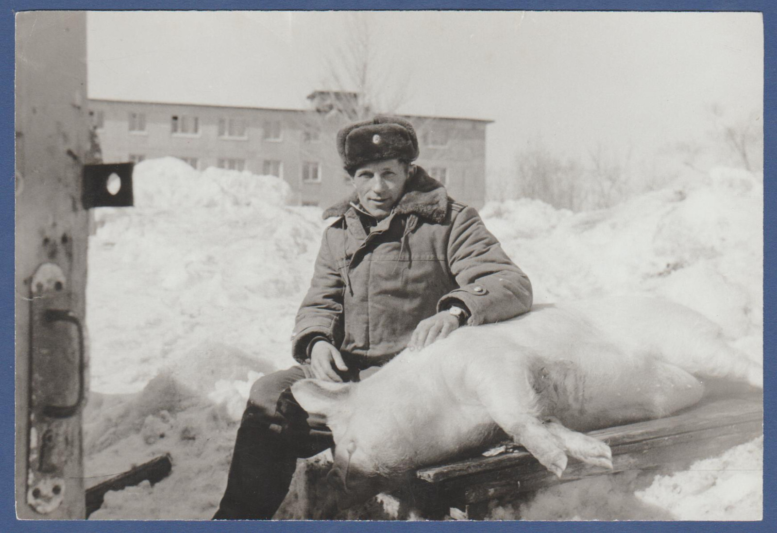 Man slaughtering a boar, vintage photo Strange photo. Guy and Dead Pig