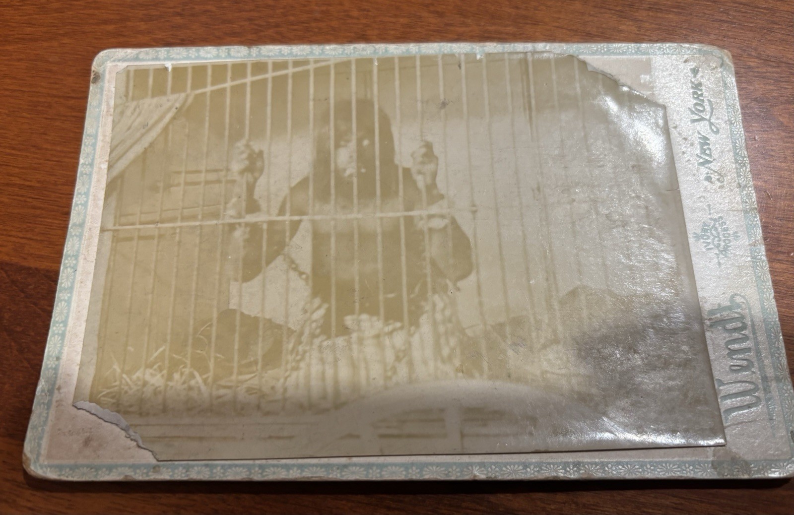 RARE Wendt Circus Photo Wild Man In Cage Chained Scarce Cabinet Card 