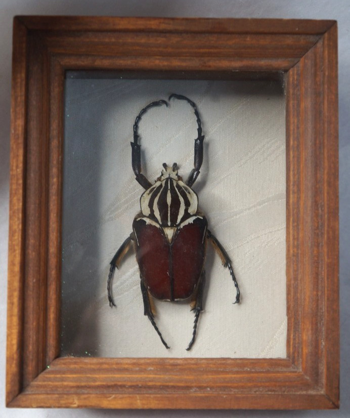 Vintage Chuck Kondor Original Framed Goliath Beetle Specimen Goliathus Goliatus Vintage Chuck Kondor Original Framed Goliath Beetle Specimen Goliathus Goliatus