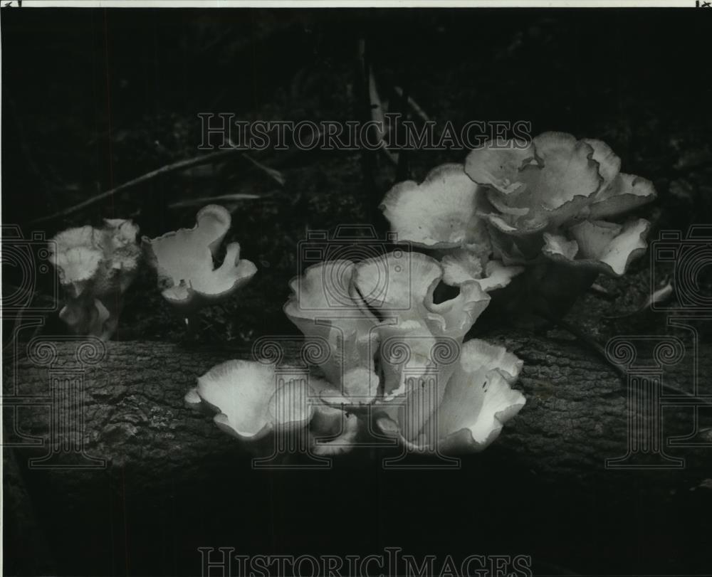 1981 Press Photo In the still of the swamp, Brownell Memorial Park - noa49126 1981 Press Photo In the still of the swamp, Brownell Memorial Park - noa49126