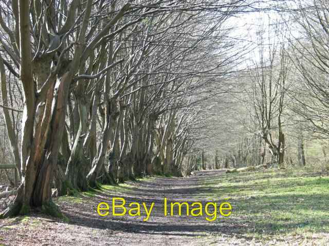 Photo 6x4 Row of Hornbeams, Justice Hill, Northaw Great Wood The Ridgeway c2007