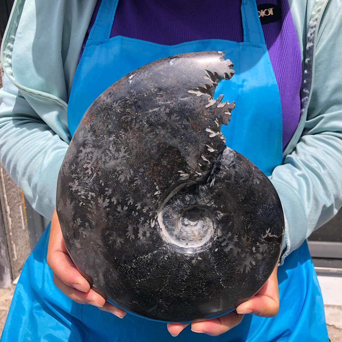 3.74LB TOP Natural Beautiful Black Fossil Conch Crystal Specimen Healing 6810