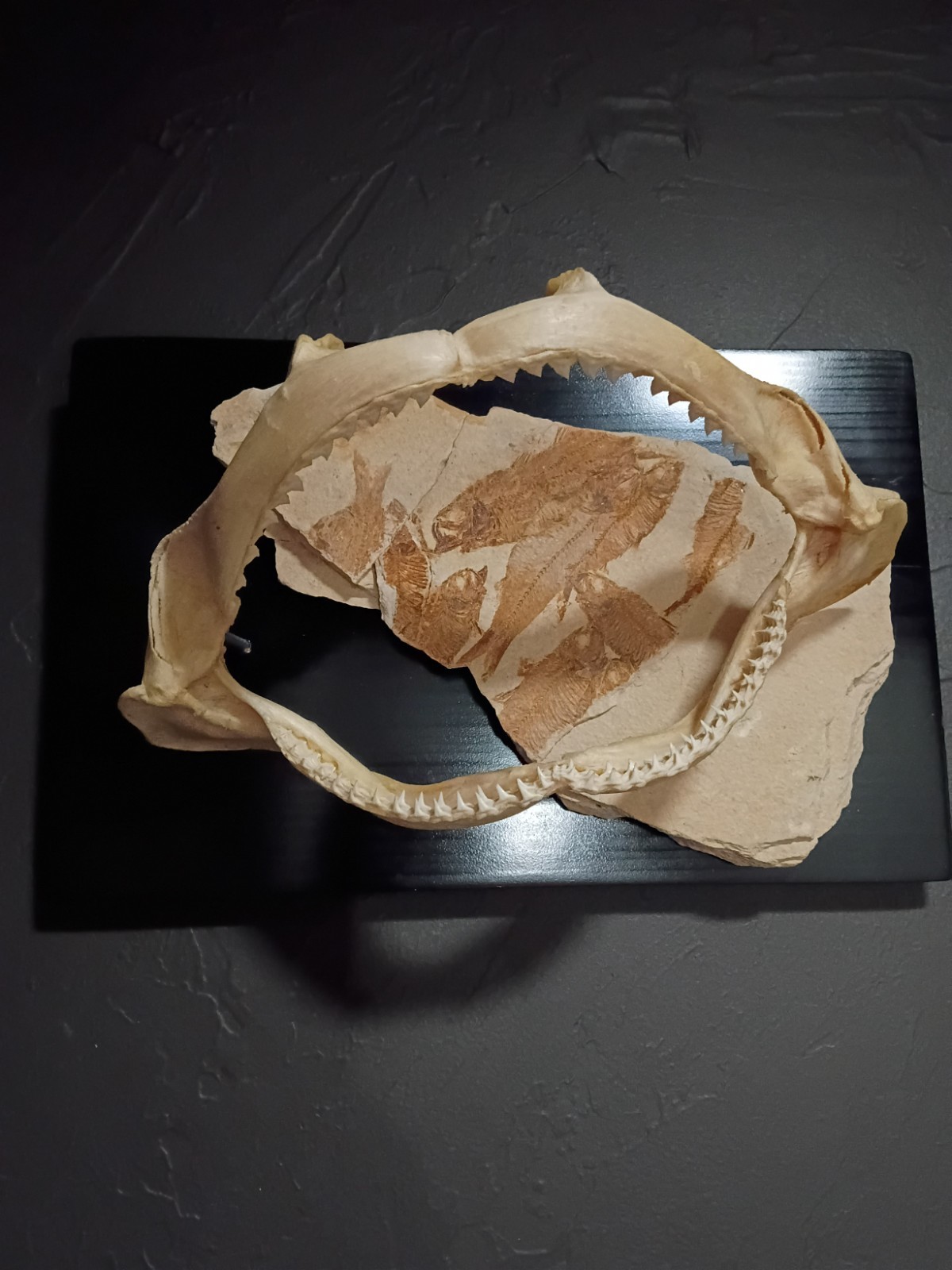 Fish Fossils, Shark Jaw artwork Stunning, Bold, Unique. 1 of a kind Fish Fossils, Shark Jaw artwork Stunning, Bold, Unique. 1 of a kind