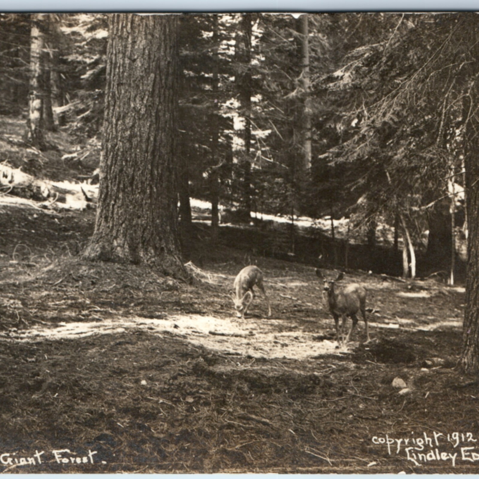 1912 Sequoia National Park, CA Deer RPPC Giant Forest Lindley Eddy Photo #106 PC