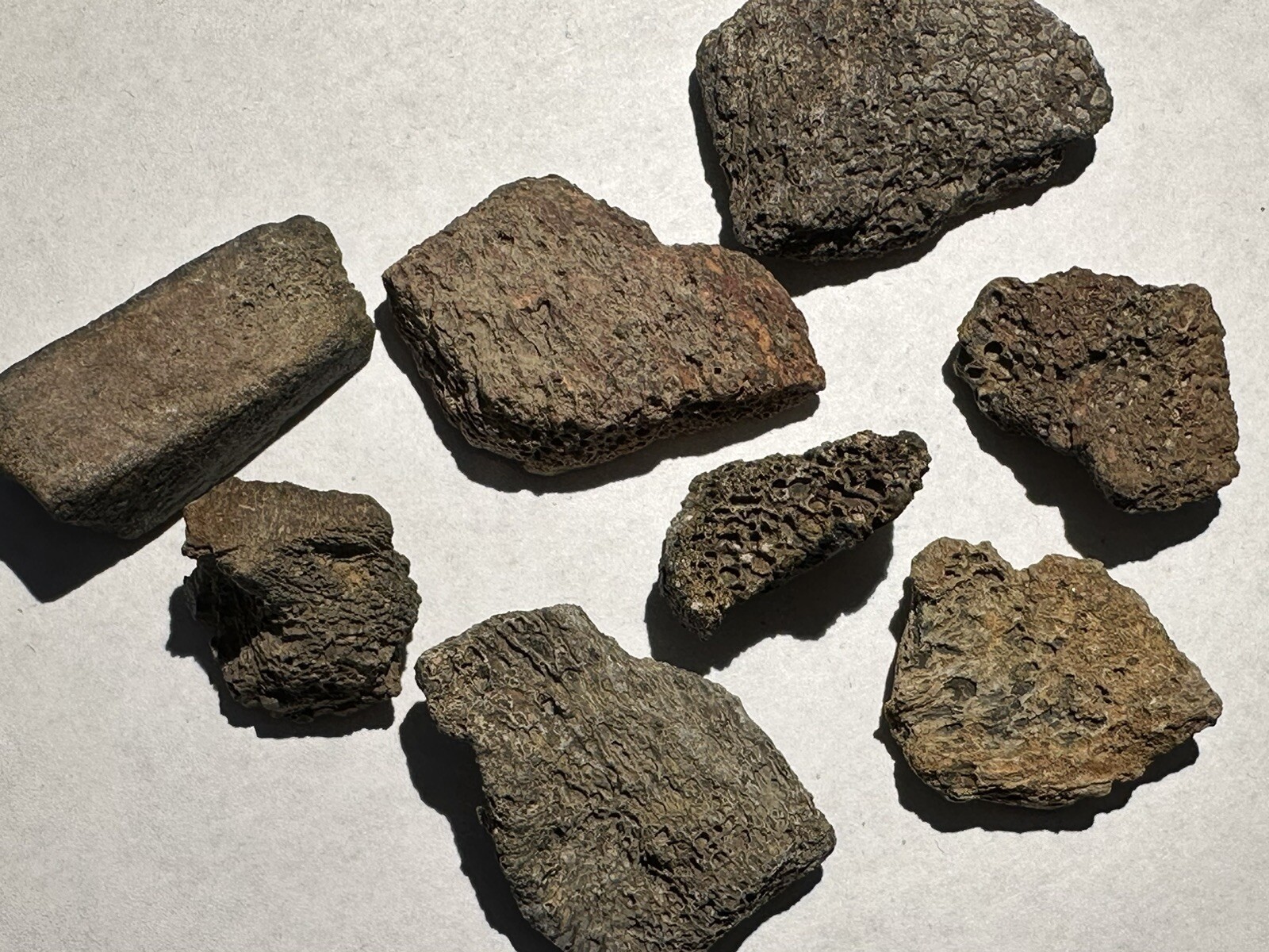 GENUINE DINOSAUR BONE FRAGMENT SPECIMEN IN THE ROUGH AUTHENTIC COLLECTORS GIFT GENUINE DINOSAUR BONE FRAGMENT SPECIMEN IN THE ROUGH AUTHENTIC COLLECTORS GIFT
