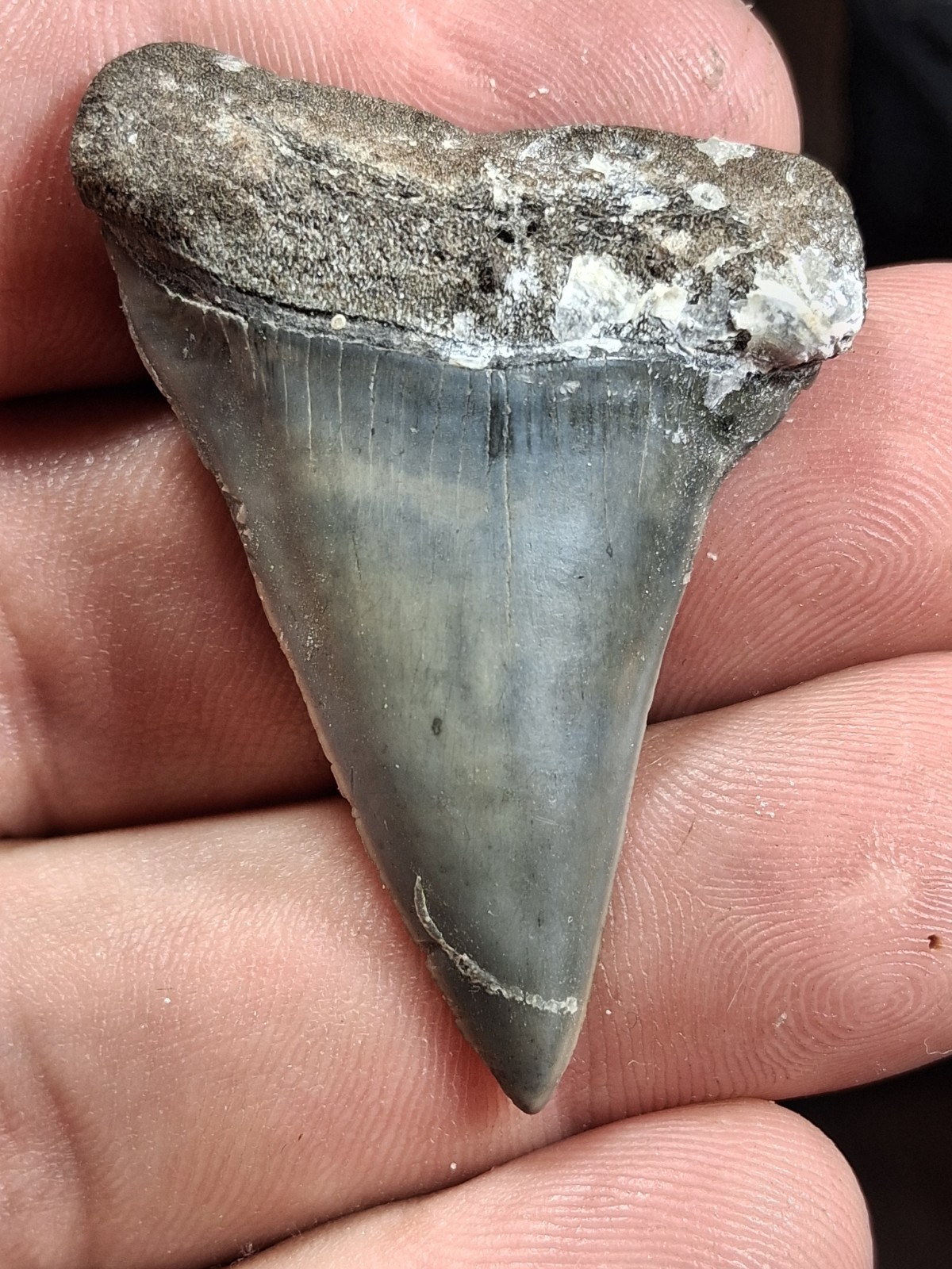 Extinct Lesser Great White Mako Hastalis From Venice Fl Golden Beach 1.97 Extinct Lesser Great White Mako Hastalis From Venice Fl Golden Beach 1.97