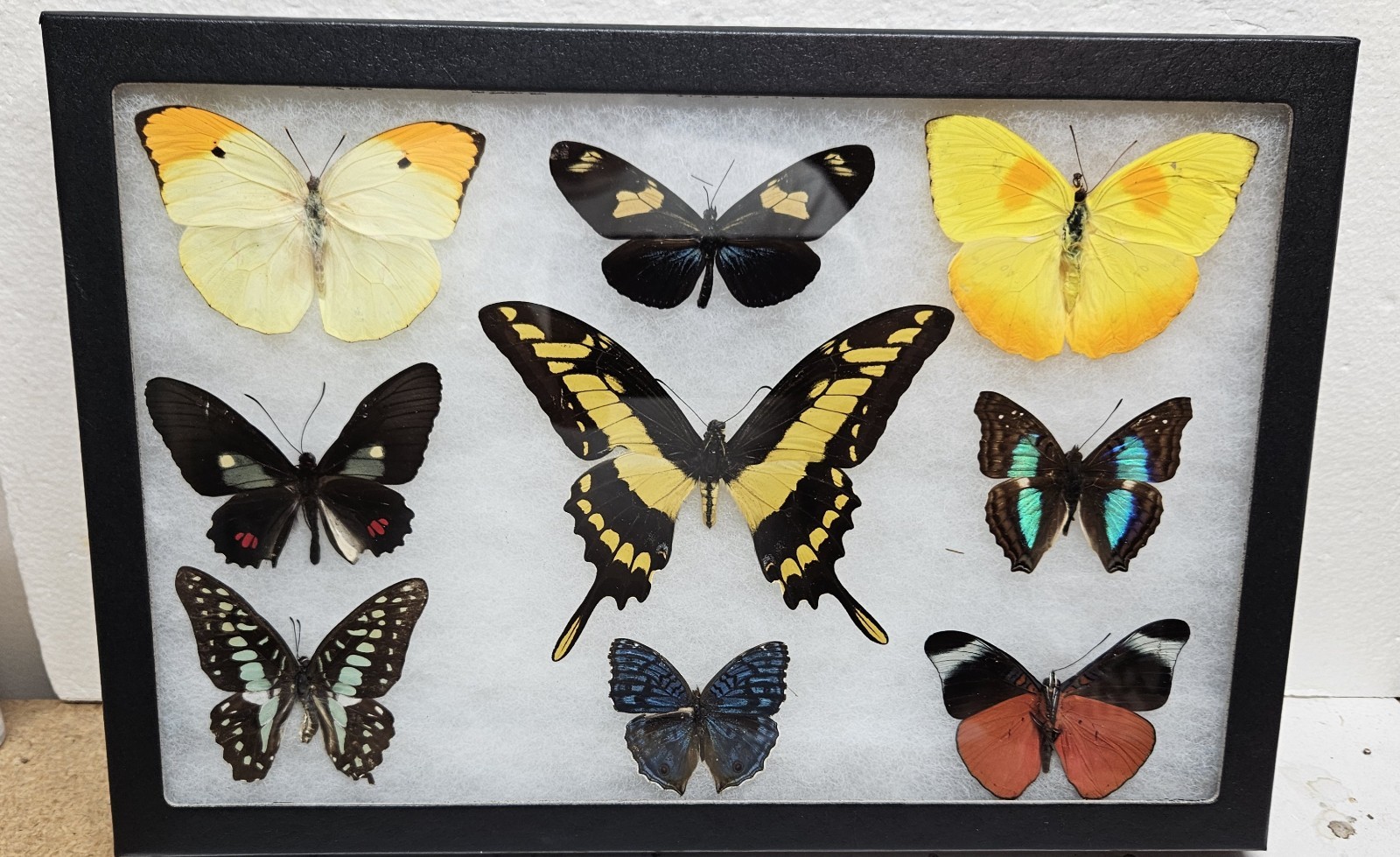 Real framed Butterfly collection #8 Real framed Butterfly collection #8