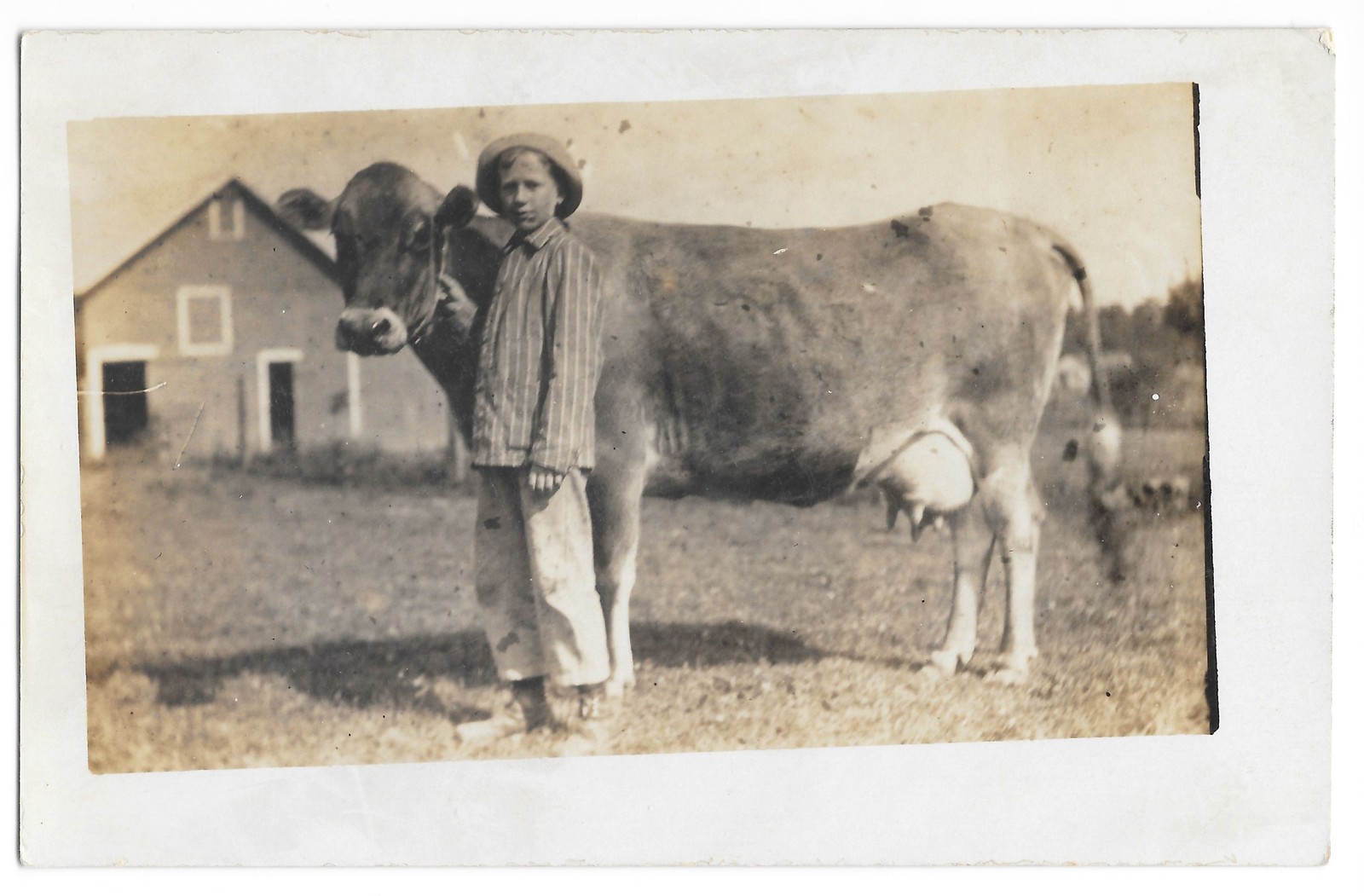 Farm Boy Milking Cow RPPC Real Photo Postcard Barn c1910s Rural Farm Boy Milking Cow RPPC Real Photo Postcard Barn c1910s Rural