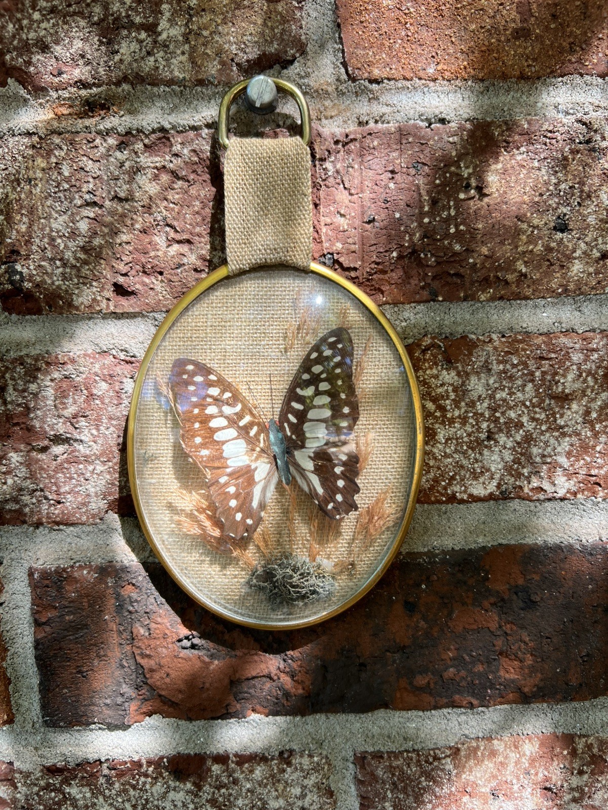 Vintage Framed Butterfly Display/wall Hanging Of Preserved Tropical “Common Jay”
