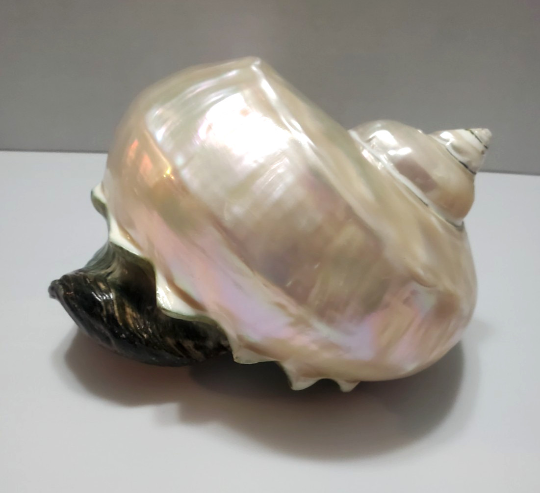 LARGE VTG PEARL TURBO IRIDESCENT SEASHELL MARMORATUS MOTHER OF PEARL TURBAN LARGE VTG PEARL TURBO IRIDESCENT SEASHELL MARMORATUS MOTHER OF PEARL TURBAN