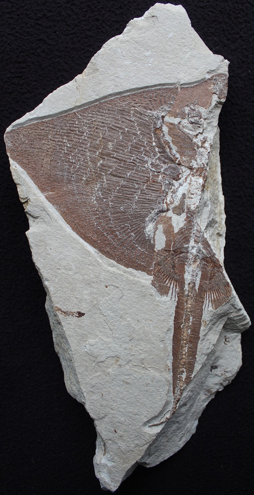 Pararaja expansa - Very Rare Stingray Missing Half - Cretaceous Fossils Lebanon