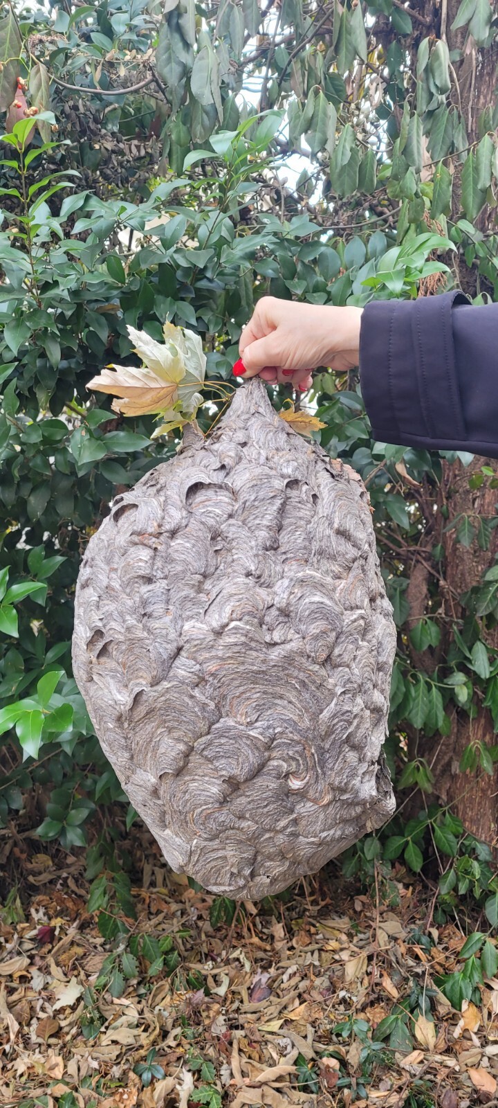 HUGE KING SIZED Bald Faced Hornets Nest Summer 2024, Beautiful Masterpeice 24x12 HUGE KING SIZED Bald Faced Hornets Nest Summer 2024, Beautiful Masterpeice 24x12