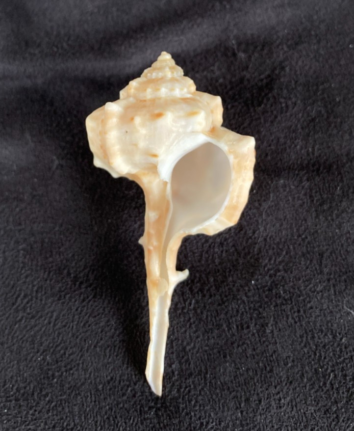 Muricidae Haustellum fallax 56.6mm Natal, South Africa (Species 101) 1989 Muricidae Haustellum fallax 56.6mm Natal, South Africa (Species 101) 1989