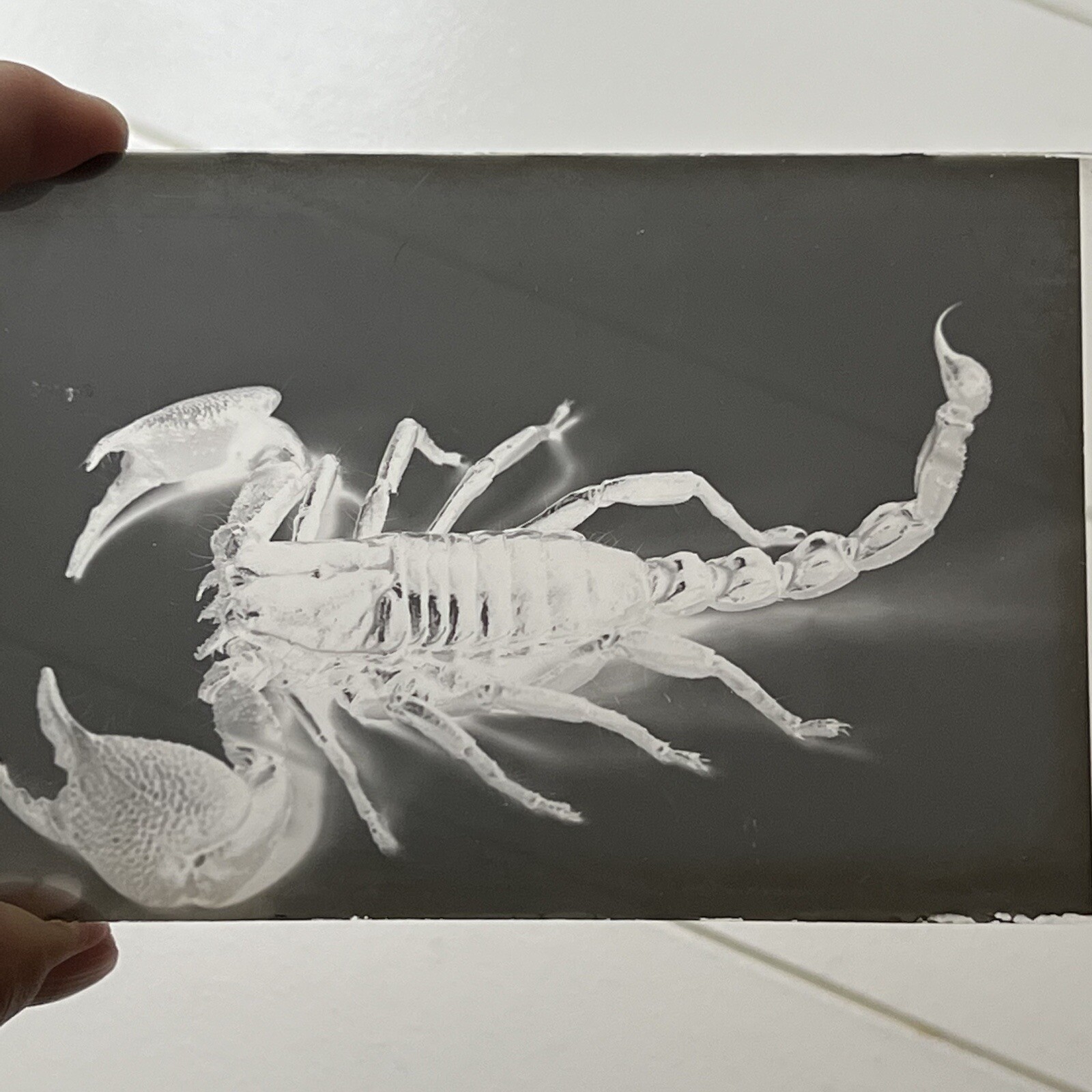 Antique Original Glass Photograph Negative Scorpion Odd Creepy Critter Antique Original Glass Photograph Negative Scorpion Odd Creepy Critter