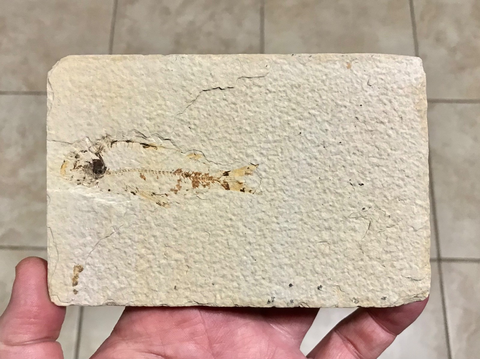 NICE KNIGHTIA FISH FOSSIL - 5.75” x 3.8” -GREEN RIVER FORMATION,KEMMERER WYOMING NICE KNIGHTIA FISH FOSSIL - 5.75” x 3.8” -GREEN RIVER FORMATION,KEMMERER WYOMING