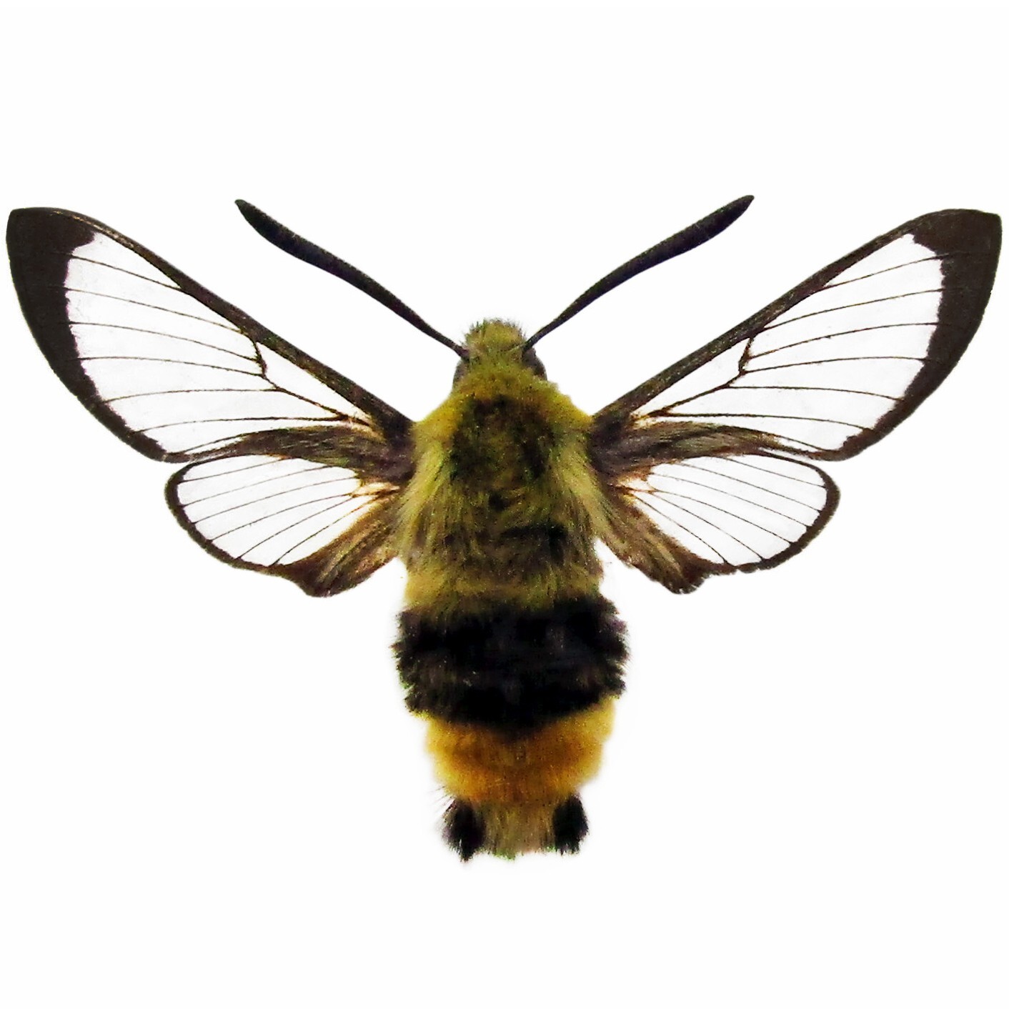 Hemaris thetis ONE REAL HUMMINGBIRD DAY FLYING MOTH USA UNMOUNTED WINGS CLOSED Hemaris thetis ONE REAL HUMMINGBIRD DAY FLYING MOTH USA UNMOUNTED WINGS CLOSED