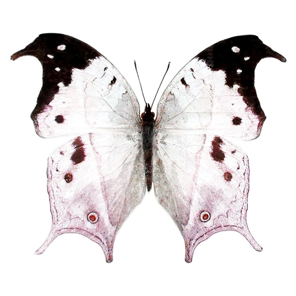 Salamis duprei pink purple black butterfly Madagascar UNMOUNTED Salamis duprei pink purple black butterfly Madagascar UNMOUNTED