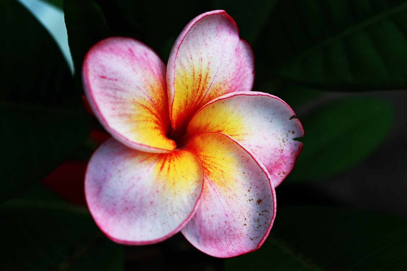 Digital picture wallpaper image beautiful flower photo by Paige Digital picture wallpaper image beautiful flower photo by Paige