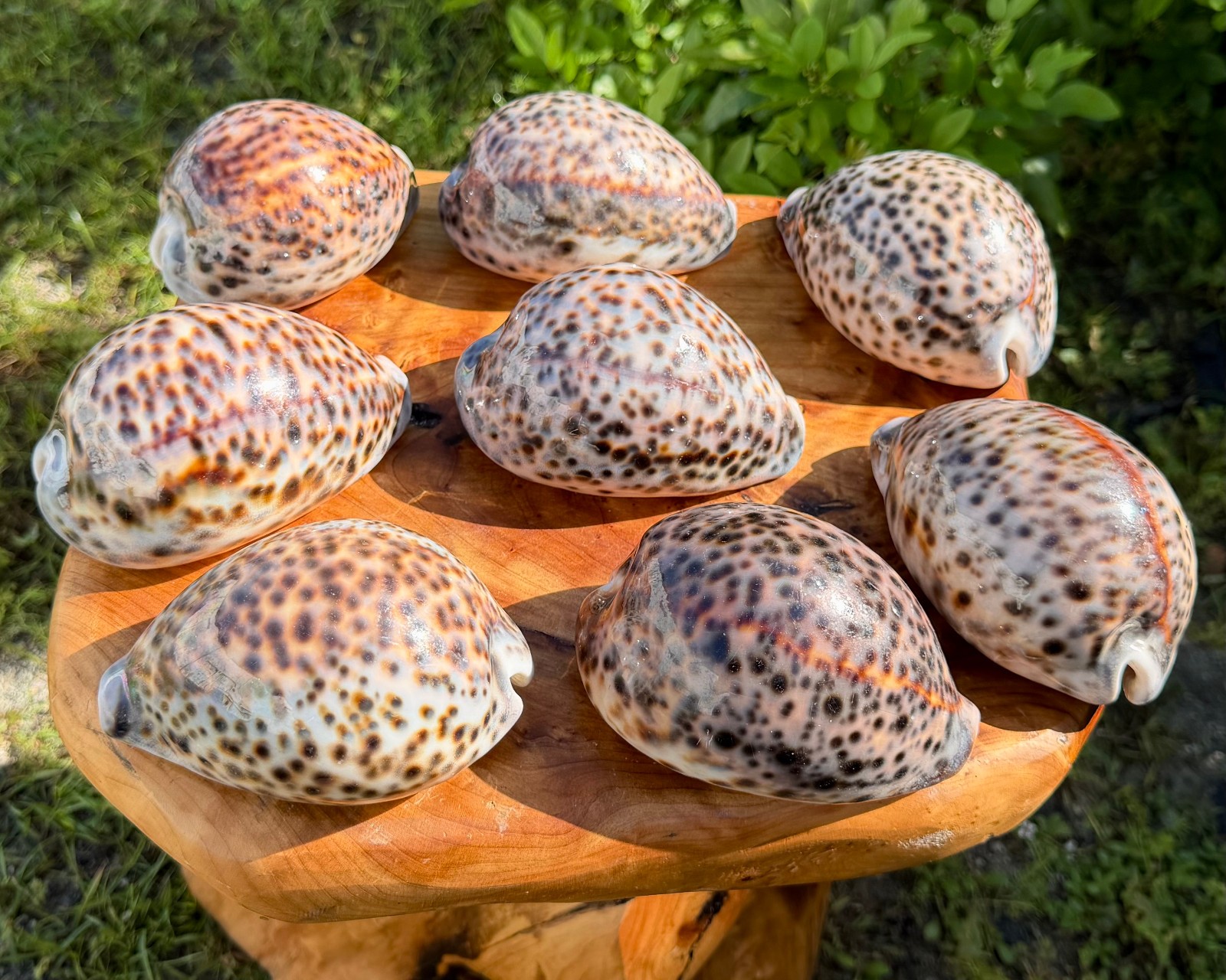 LARGE Tiger Cowrie Shells 4-5