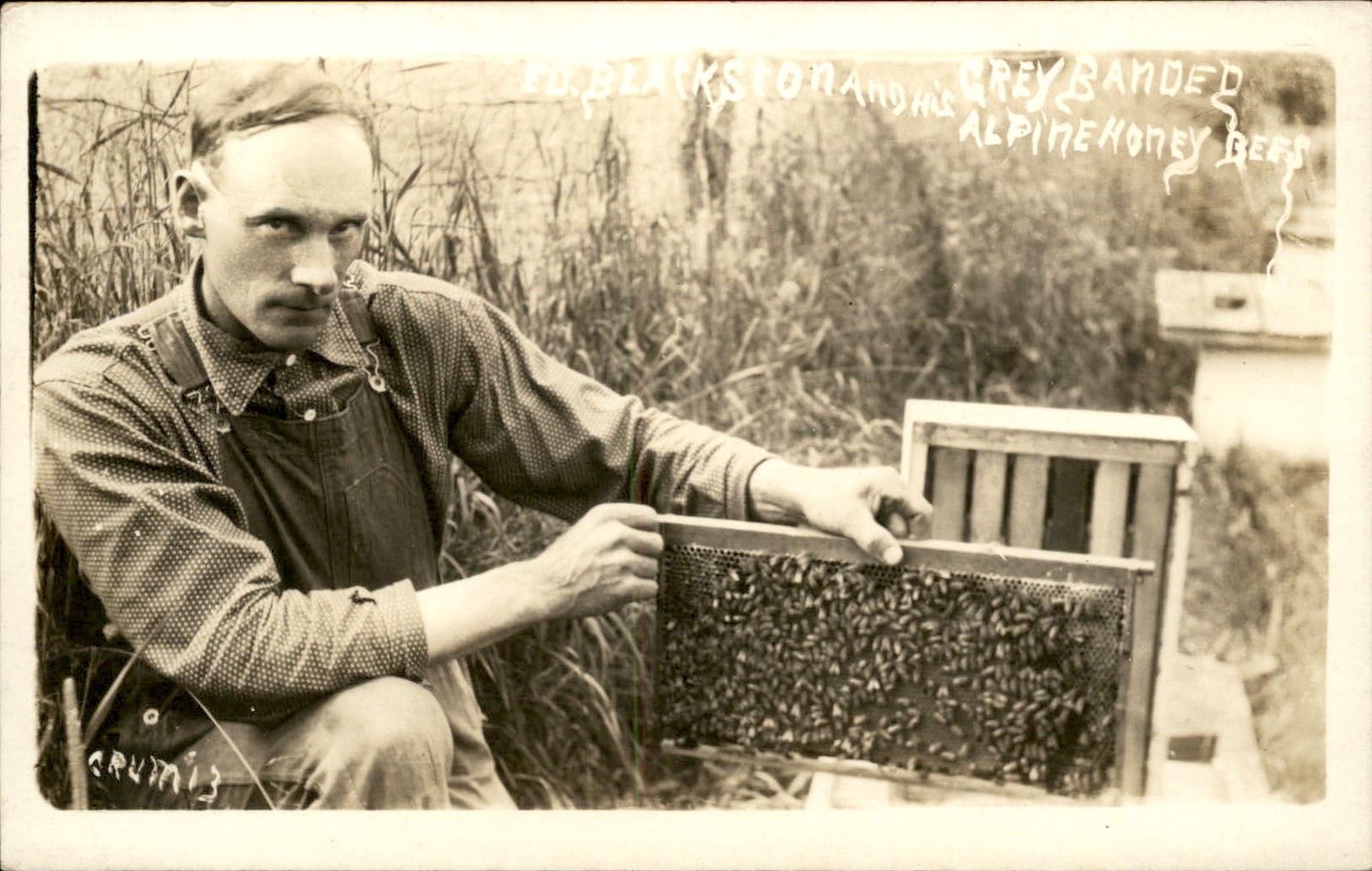 Beekeeper Honey Bees honey frame Occupation c1910 Real Photo Postcard bhn Beekeeper Honey Bees honey frame Occupation c1910 Real Photo Postcard bhn