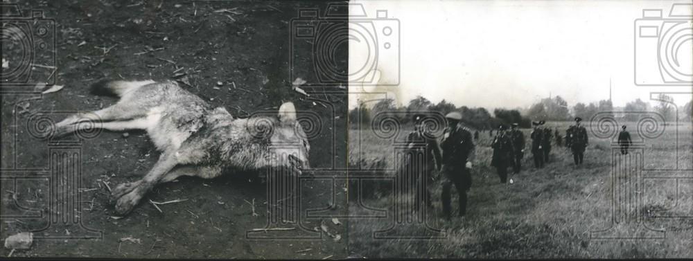 1956 Press Photo Police hunt and kill a wolf from Hamm zoo - KSG17097